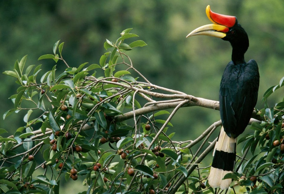 Sarawak is one of the two Malaysian states on the island of Borneo (Sabah being the other). Located in northwest Borneo, Sarawak is bordered by the state of Sabah to the northeast, Kalimantan, the Indonesian portion of Borneo, to the south, and the indepe